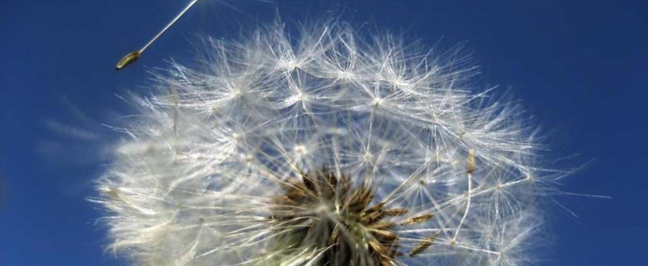 Pusteblume